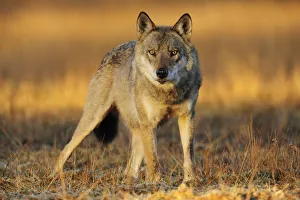 Wolves Prints: Wild Grey wolf (Canis lupus) Kuhmo, Finland, September