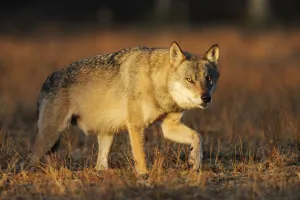 Wild Grey wolf (Canis lupus) walking, Kuhmo, Finland, September