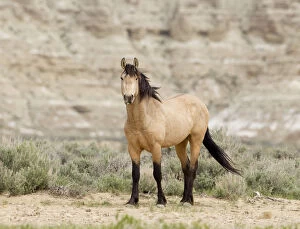 Horses & Ponies Gallery: Wild horse / Mustang, dun, Adobe Town, Wyoming, USA