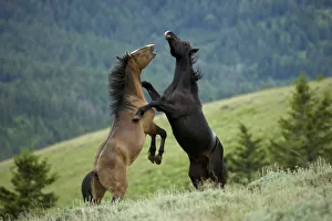 Wild horse / mustang (Equus caballus) two young mustangs play-fighting in the Pryor Mountains