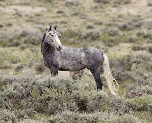 Wild horse / Mustang, gray, Adobe Town, Wyoming, USA
