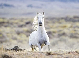 Horses & Ponies Gallery: Wild horse / Mustang, grey stallion running, Adobe Town herd, Wyoming, USA