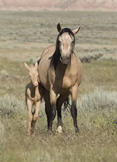 Wild horse / mustang in McCullough Peaks, Wyoming, USA - buckskin mare and cremello