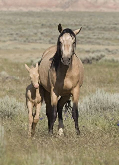 Requests Gallery: Wild horse / mustang in McCullough Peaks, Wyoming, USA - buckskin mare and cremello