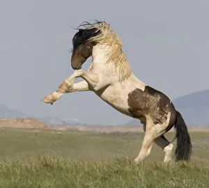 2009 Highlights Collection: Wild Horse / Mustang pinto stallion rearing, McCullough Peaks Herd Area, Cody, Wyoming