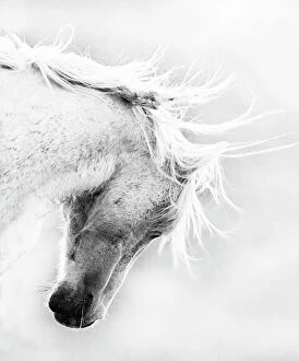 Animal Head Gallery: Wild Horse / Mustang shaking head and mane, Adobe Town Herd Area, southwestern Wyoming