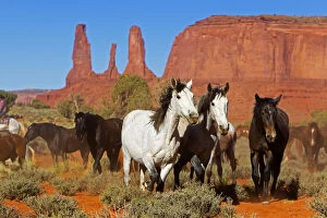 2018 November Highlights Collection: Wild horses, Monument valley tribal park, Navajo reserve, Utah, USA. April