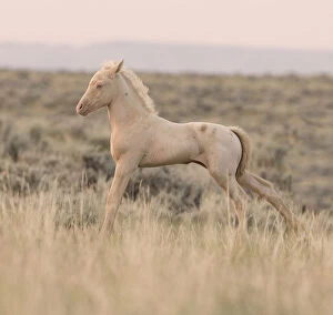 Wild Horses / Mustangs, cremello colt stretching, McCullough Peaks Herd Area, Cody