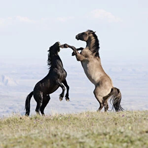 Wild horses / Mustangs, two stallions play fighting, Pryor Mountains, Montana, USA