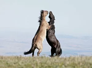 Aggression Gallery: Wild Horses / mustangs, two stallions rearing up fighting, Pryor Mountains, Montana