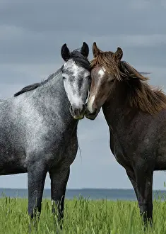 Feral Mammal Prints: Two wild horses, sibling fillies, nuzzling, Lost Creek, Wyoming, USA. June