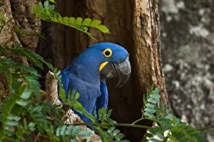 Wild Hyacinth macaw (Anodorhynchus hyacinthimus) Pantanal. Brazil. Endangered, July