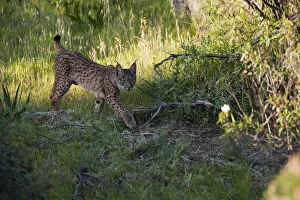 Images Dated 8th April 2009: Wild Iberian lynx (Lynx pardinus) female, one year walking, Sierra de Andjar Natural Park