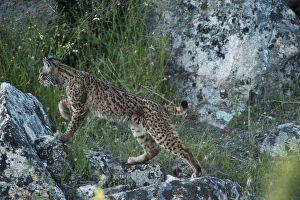 Images Dated 8th April 2009: Wild Iberian lynx (Lynx pardinus) female, one year, on rocks, Sierra de Andjar Natural Park