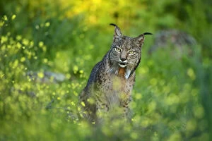 Andalusia Gallery: Wild Iberian Lynx (Lynx pardinus) male, Sierra de Andujar Natural Park, Jaen, Andalucia