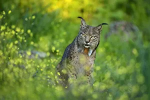 Images Dated 7th April 2013: Wild Iberian Lynx (Lynx pardinus) male, Sierra de Andujar Natural Park, Jaen, Andalucia