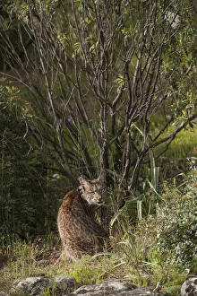 Wild Iberian lynx (Lynx pardinus) male, one year, with GPS tracking collar, sitting