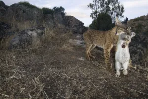 Pete Oxford Prints: Wild Iberian lynx (Lynx pardinus) male carrying rabbit prey, Sierra de Andjar Natural Park