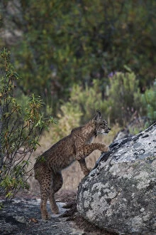 Images Dated 25th May 2009: Wild Iberian lynx (Lynx pardinus) male, one year, climbing onto rock, Sierra de Andjar Natural Park
