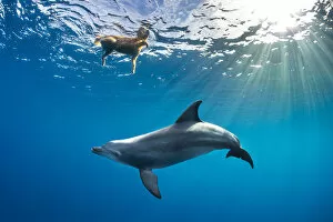 Wild Indian Ocean bottlenose dolphin (Tursiops adunctus)