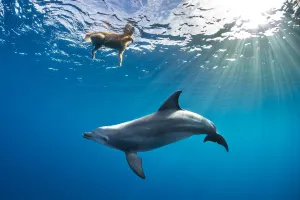 Golden Retriever Prints: Wild Indian Ocean bottlenose dolphin (Tursiops adunctus)