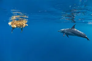 Wild Indian Ocean bottlenose dolphin (Tursiops adunctus)