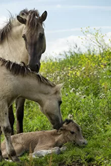 A wild konik horse mare sniffing her yearling foal as he sniffs her newborn foal