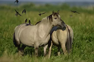 Domestic Animal Collection: Wild Konik horses with Starlings (Sturnus vulgaris) Odry delta reserve, Stepnica