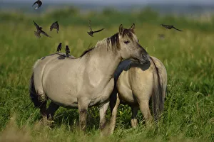 Konik Prints: Wild Konik horses with Starlings (Sturnus vulgaris) Odry delta reserve, Stepnica