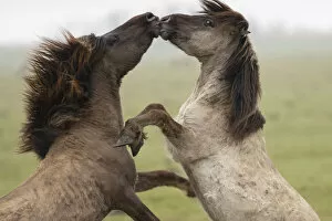 Images Dated 29th September 2020: Wild-living Konik horses, (Equus caballus), fighting, Oostvaardersplassen Nature Reserve
