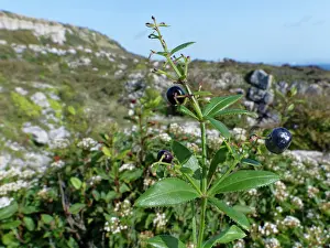 Papaveraceae Prints: Wild madder (Rubia peregrina) with ripe black berries growing among scrub on coastal limestone boulder field