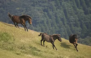 A wild Misaki-uma breeding stallion (right) brings back one of his mares to his band
