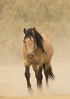 Dust Prints: Wild Mustang, dun horse in dust, Sand Wash Basin Herd Area, Colorado, USA