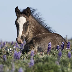 Animal In The Wild Gallery: Wild Mustang foal resting in wildflowers, Pryor Mountains, Montana, USA. June