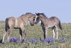 Wild Mustang foals among wild flowers, Pryor Mountains, Montana, USA