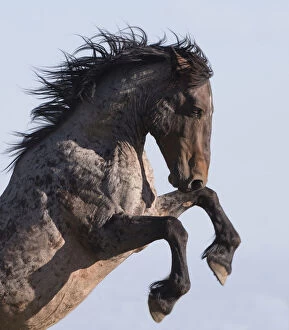 Wild Mustang horse rearing, Pryor mountains, Montana, USA. June