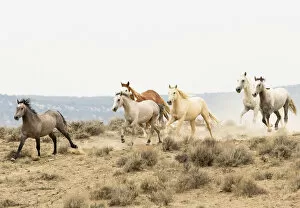 Images Dated 12th August 2012: Wild Mustang horses running, Sand Wash Basin Herd Area, Colorado, USA