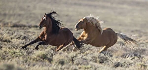 Animal In The Wild Gallery: Wild Mustang stallion chasing another away from his family in White Mountain Herd Area