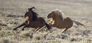 Images Dated 23rd August 2014: Wild Mustang stallion chasing another away from his family in White Mountain Herd Area