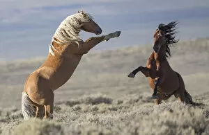 Two wild Mustang stallions fighting in the White Mountain Herd Area, Wyoming, USA. August