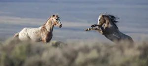 Images Dated 23rd August 2014: Two wild Mustang stallions fighting in White Mountain Herd Area, Wyoming, USA. August