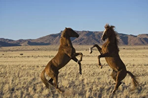 Images Dated 3rd October 2008: Two wild Namib stallions fighting, Namib Nakluft National Park, Namib Desert, Namibia