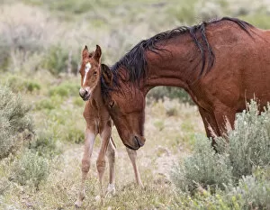 Animal Head Gallery: A wild newborn colt (Equus caballus) standing up being nuzzled by its mother. Foothills of Reno