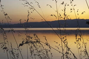 Wild oat grass (Avena fatua) silhouetted against the sun setting over Lake Ohrid