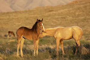 May 2023 Highlights Prints: Two wild Onaqui colts (Equus ferus) greeting one another