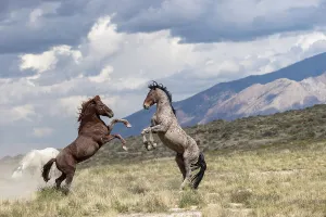 May 2023 Highlights Prints: Two wild Onaqui stallions (Equus ferus) fighting for dominance