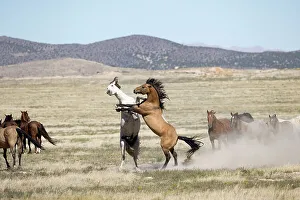 Two wild Onaqui stallions (Equus ferus) fighting for dominance in between their respective herd. Onaqui Mountain Herd Management Area, Utah, USA. September