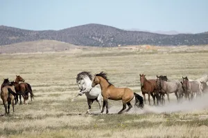 Two wild Onaqui stallions (Equus ferus) fighting for dominance in between their respective herd. Onaqui Mountain Herd Management Area, Utah, USA. September