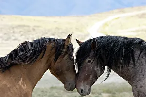 May 2023 Highlights Prints: Two wild Onaqui stallions (Equus ferus) greeting one another