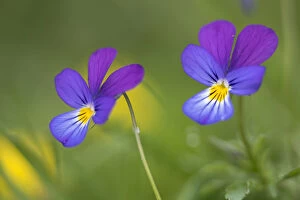 Flowers Collection: Wild pansy (Viola tricolor) Nordtirol, Austrian Alps, Austria, July